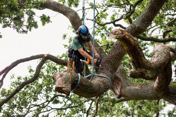 Best Tree Removal Service  in USA